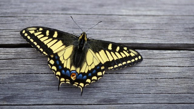 Swallowtail Butterfly