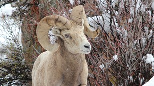 Bighorn Sheep in Winter