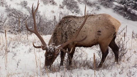 A cow elk is with her newborn calf in a meadow