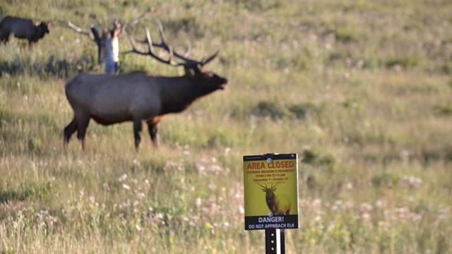 Bull elk is in a meadow and there is a meadow closed sign in the foreground