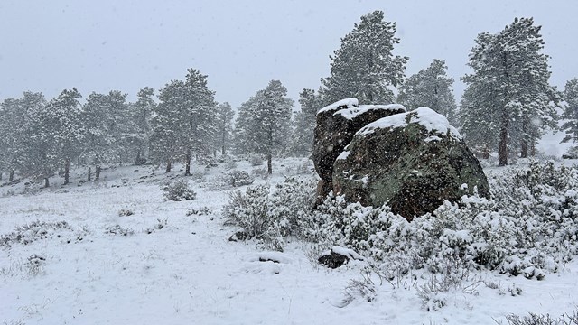 Snow covers the ground and top of boulders and pine trees