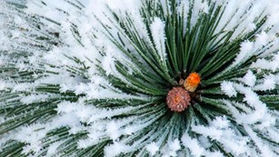 snow covered pinecones