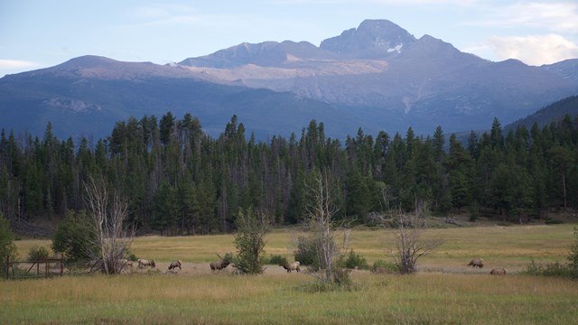 Upper Beaver Meadows