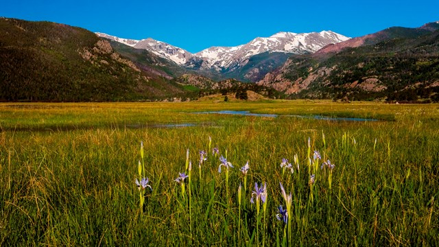 Iris in Moraine Park