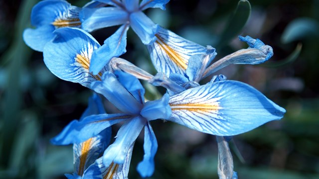 Mountain Iris bloom in early summer when the meadows are wet.