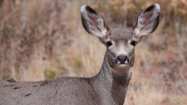 Mule Deer are usually found in small groups in the trees.
