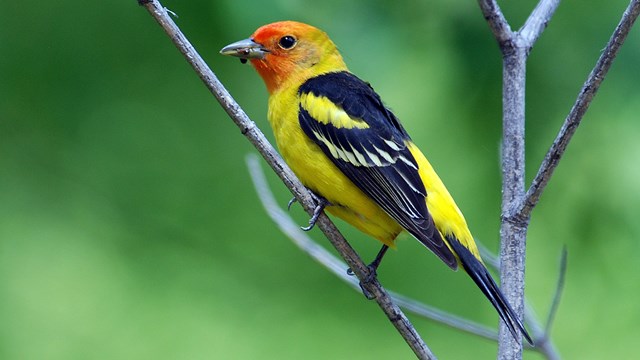 Western Tanagers breed in the park each summer and migrate south in the winter.