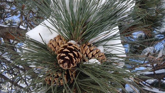 Ponderosa Pine cones are intricate compared to the mighty tree's size.