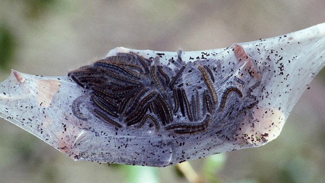 Insects like these tent caterpillars are plentiful in the montane.