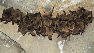 A colony of Townsend's big-eared bats are hanging upside down, sleeping