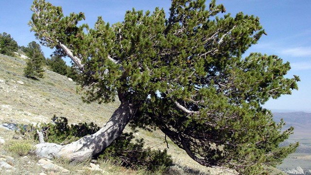 Limber pine bark and needles are well adapted to harsh climates.