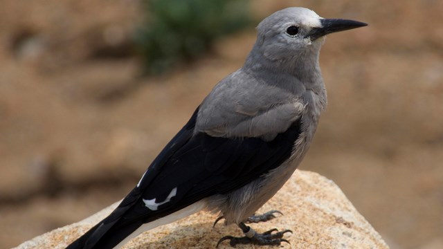 Clark's Nutcrackers are thrifty birds in more ways than one. 