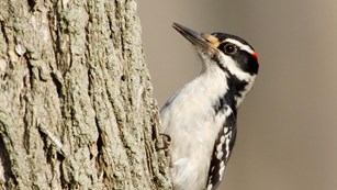 Woodpeckers have no shortage of wood to do what they do best.