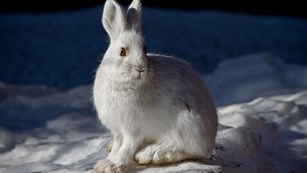 Snowshoe Hares use large hind feet to escape predators.