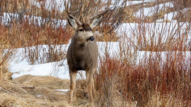 A Mule deer buck in spring