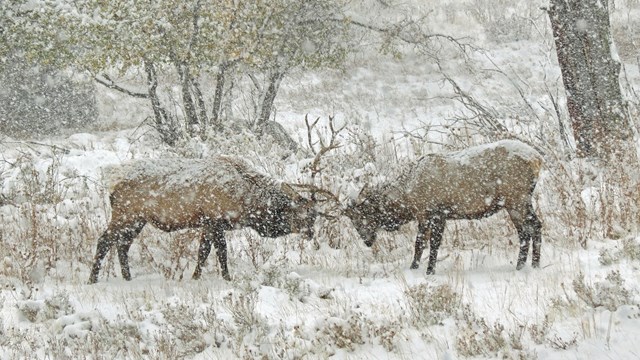 Two bull elk are sparring in a snowstorm