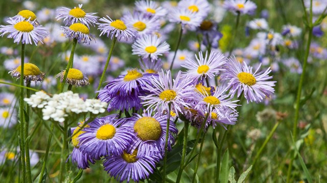 Flowers in Horseshoe Park