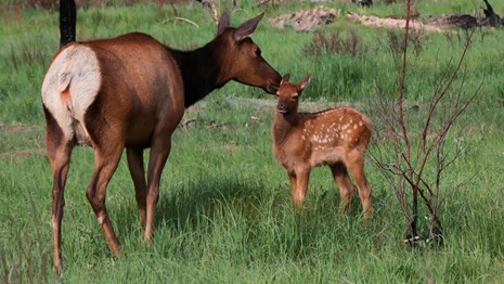 A cow elk is with her newborn calf in a meadow