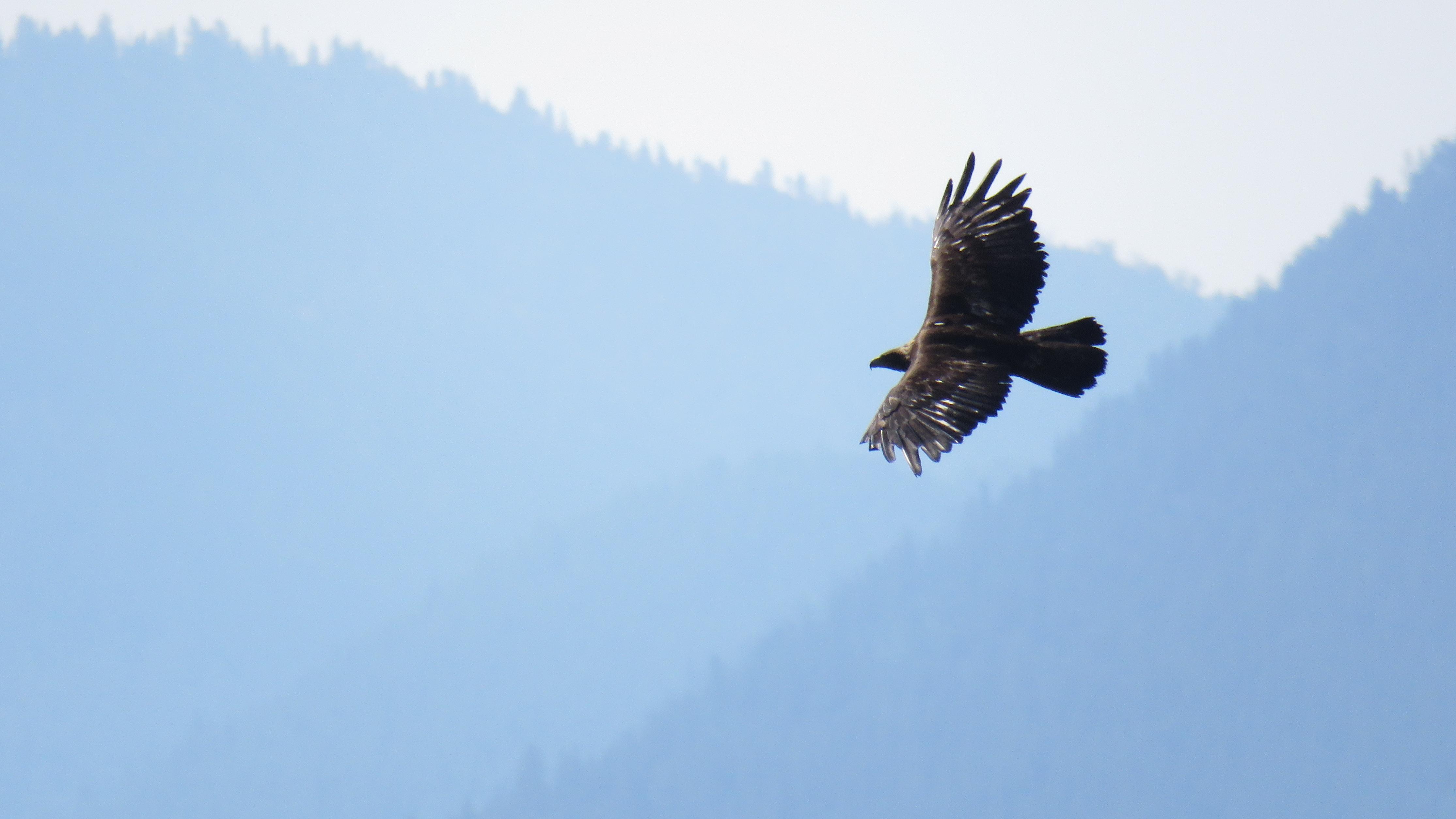 Golden eagle in flight