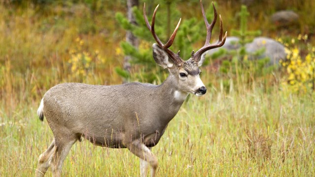 A Mule deer buck is walking in a meadow with fall colors in the background