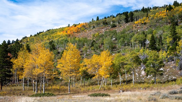 View of an aspen grove with trees that have green leaves and hues of gold and orange