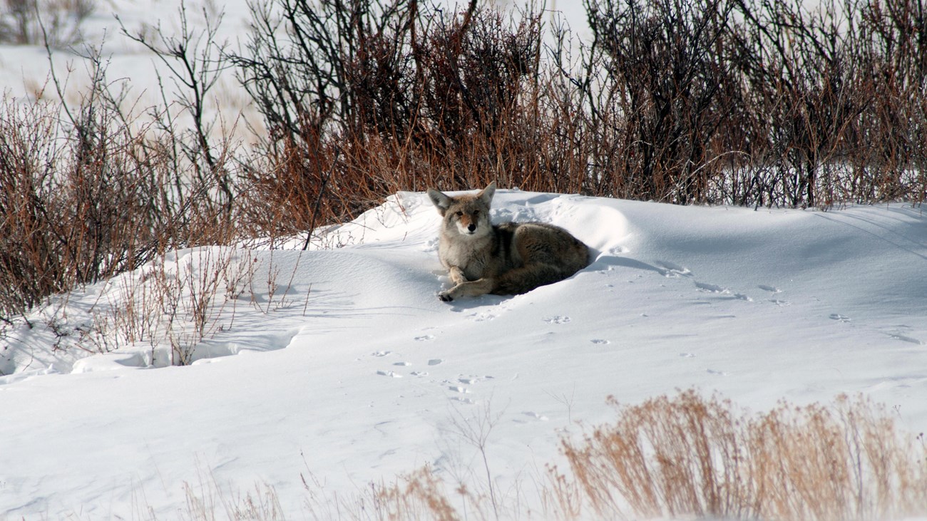 A coyote is laying in a bank of snow