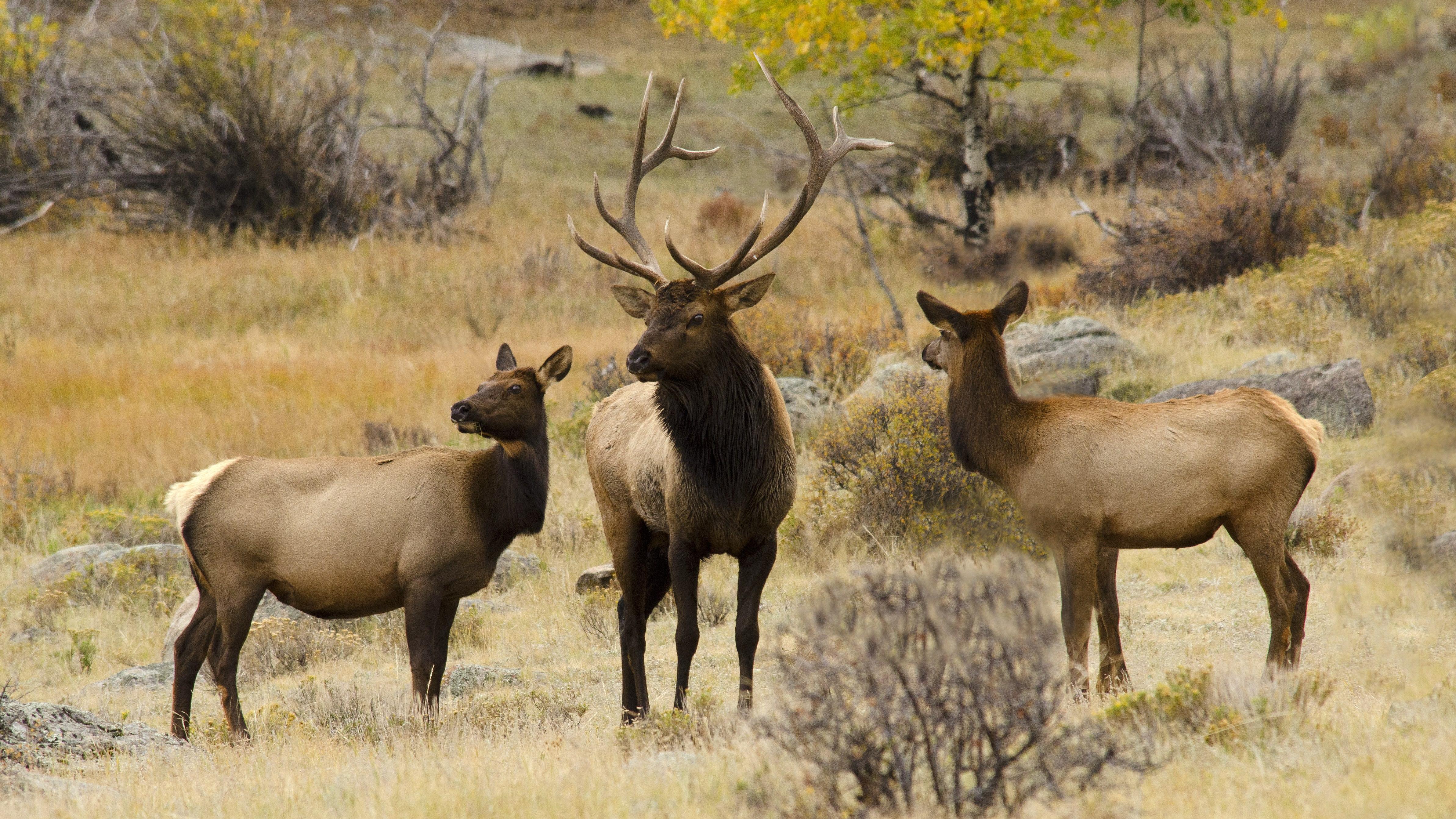 Elk in a meadow in fall