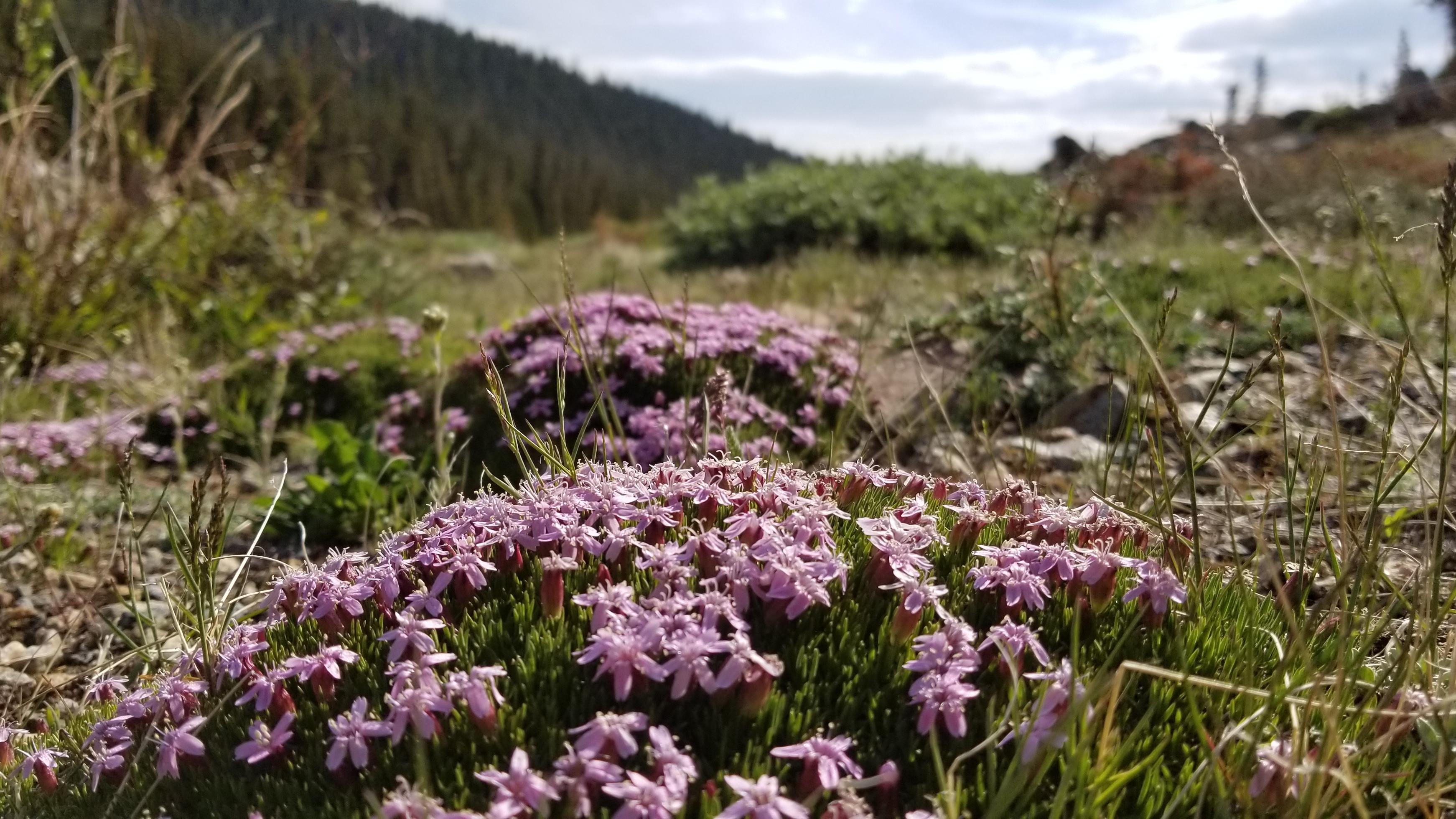Tundra cushion plants in summer