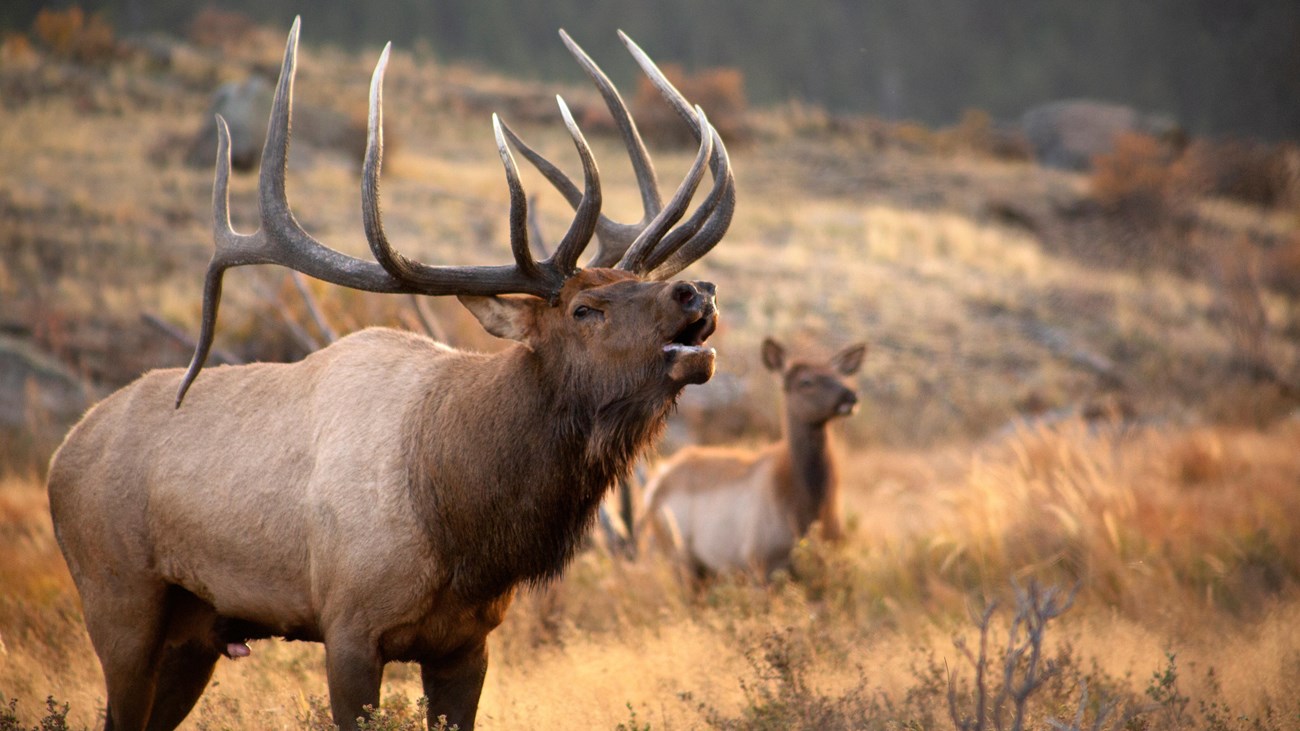A large bull elk is seen with cow elk in a meadow during Elk Rut 