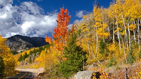Aspen trees are changing color from green to golden yellow and red