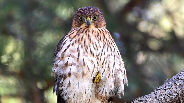 A Coopers Hawk is perched on a tree branch