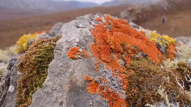 Lichens