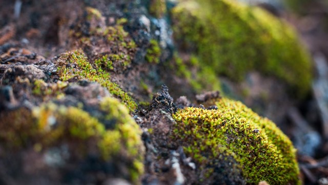 Mosses & Liverworts