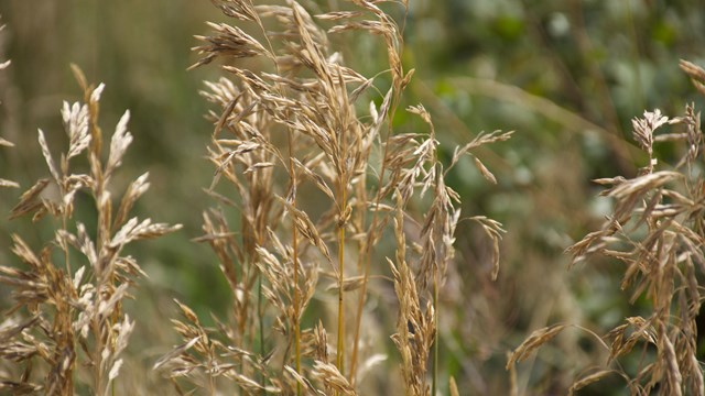 Invasive Exotic Plants