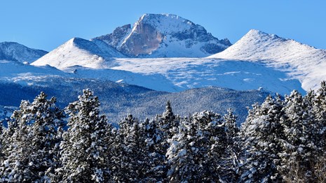 Longs Peak covered in snow with snow covered trees in the foreground and a blue sky above