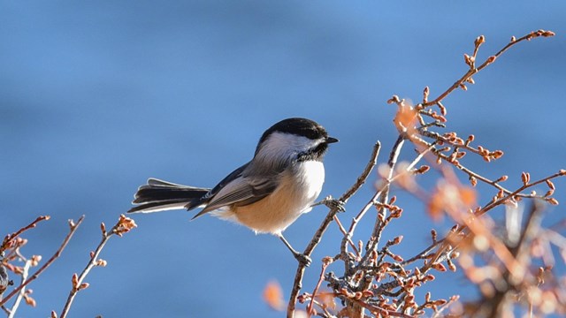 Mountain Chickadee