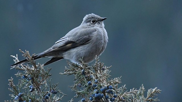 Townsend's Solitaire