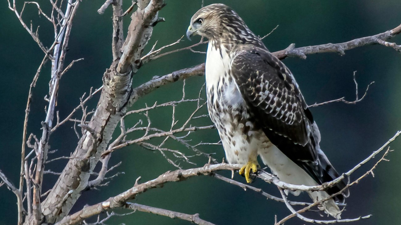 Red-tailed Hawk perched in a tree