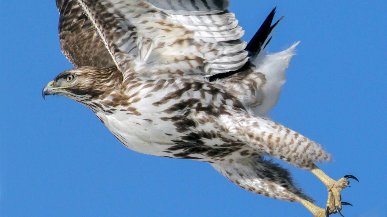 Rough-legged Hawk in flight