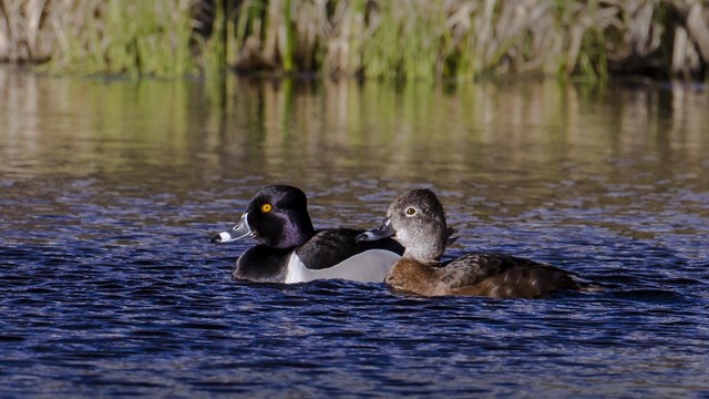 Learn About Rocky's Nature & Science