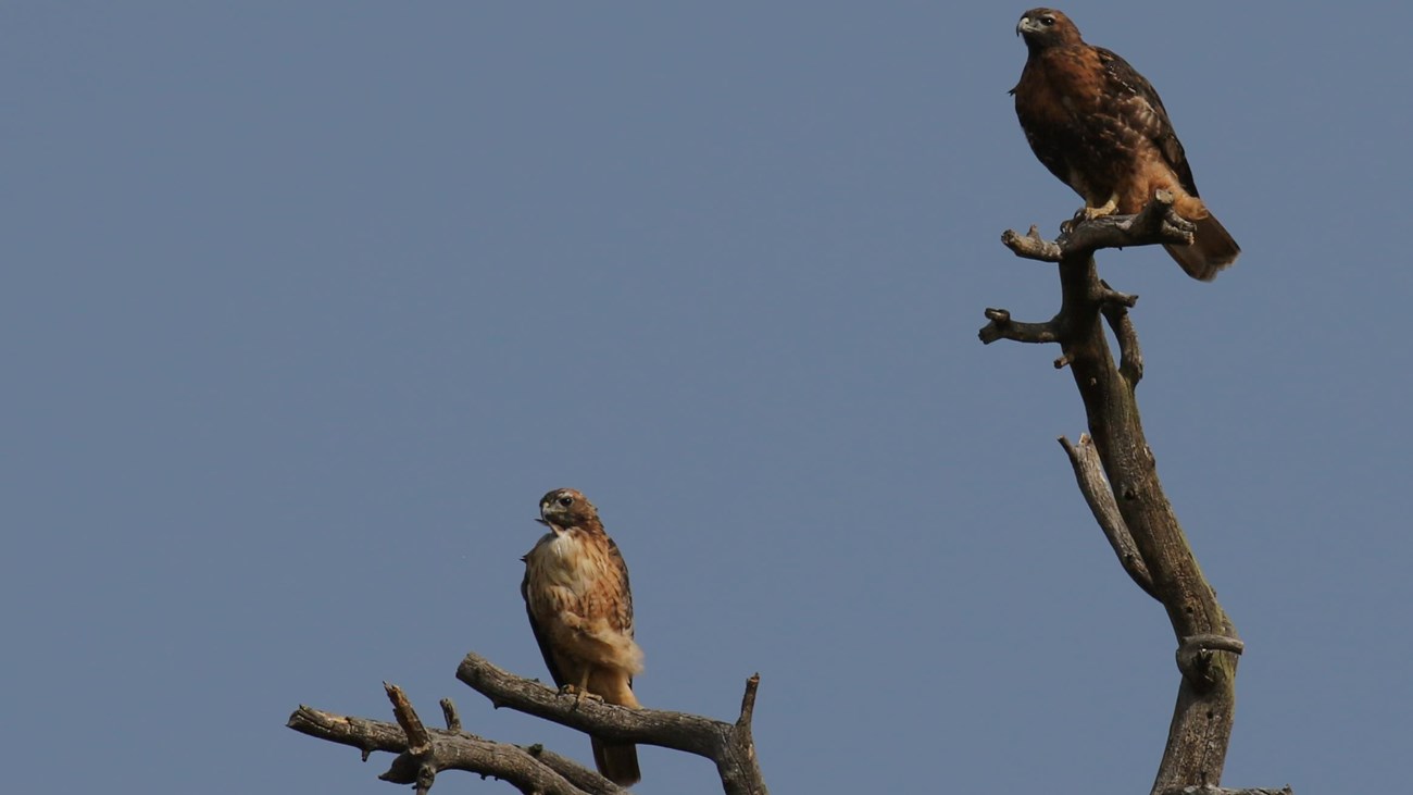 Two juvenile Red-tailed Hawks are perched top of a tree