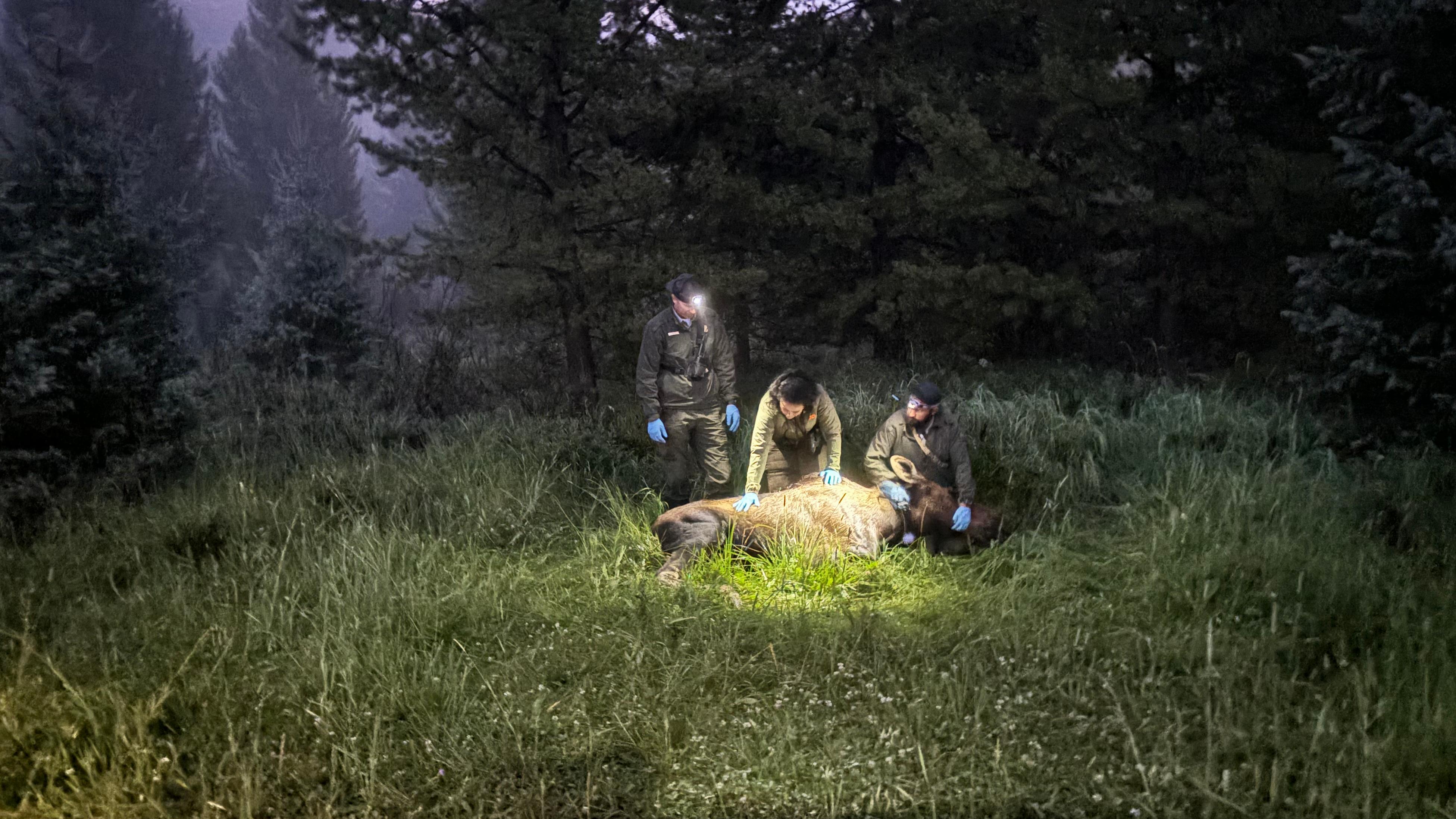 Three biologists are evaluating the health of a moose