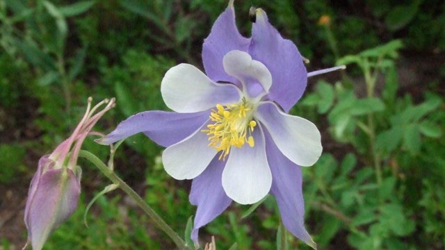 Columbine, Colorado's State Flower