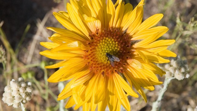 Yellow & Orange Wildflowers