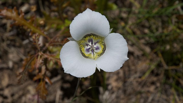 White Wildflowers