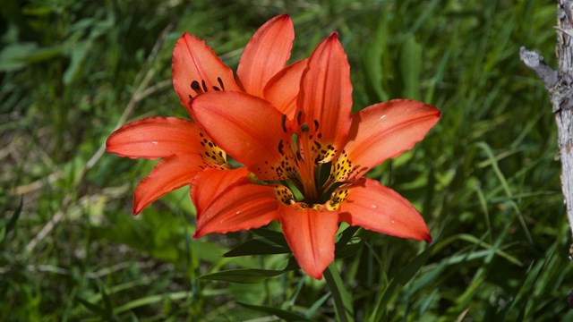  Wildflower Anatomy