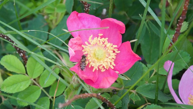 Honey bee on a rose