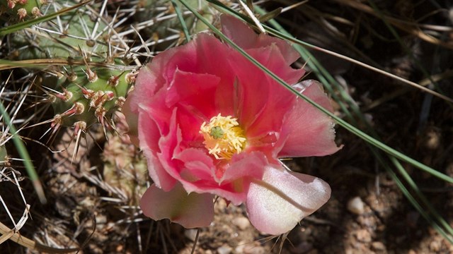 Prickly Pear