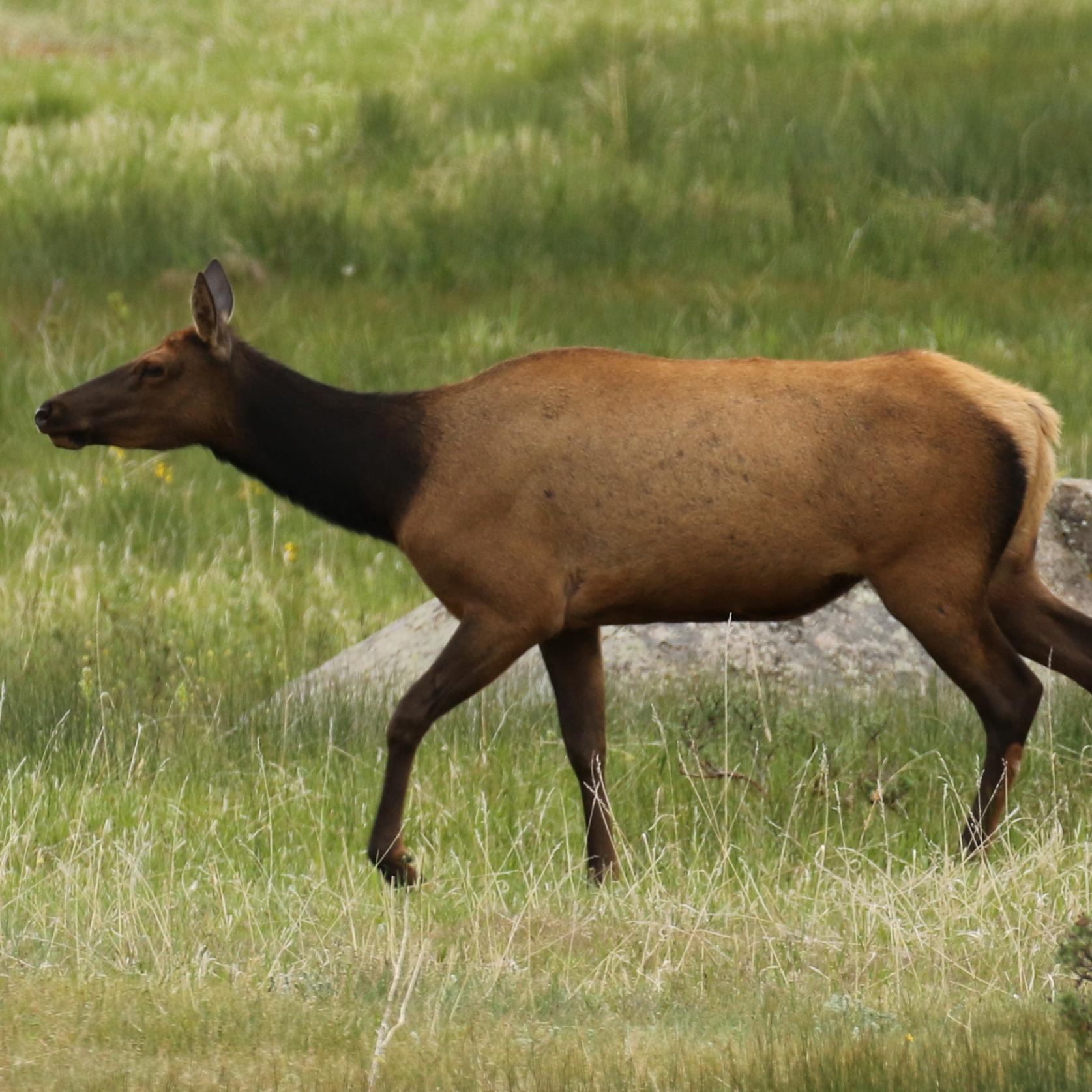 A Mule deer buck in spring