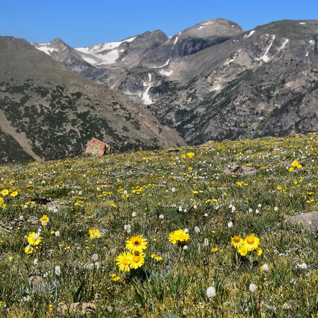 Alpine sunflowers are in bloom on the tundra in summer, mountain peaks are off in the distance.
